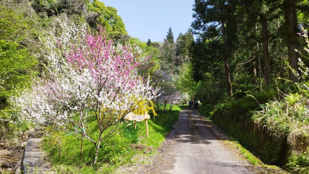 春の花が咲く出雲崎町の小道